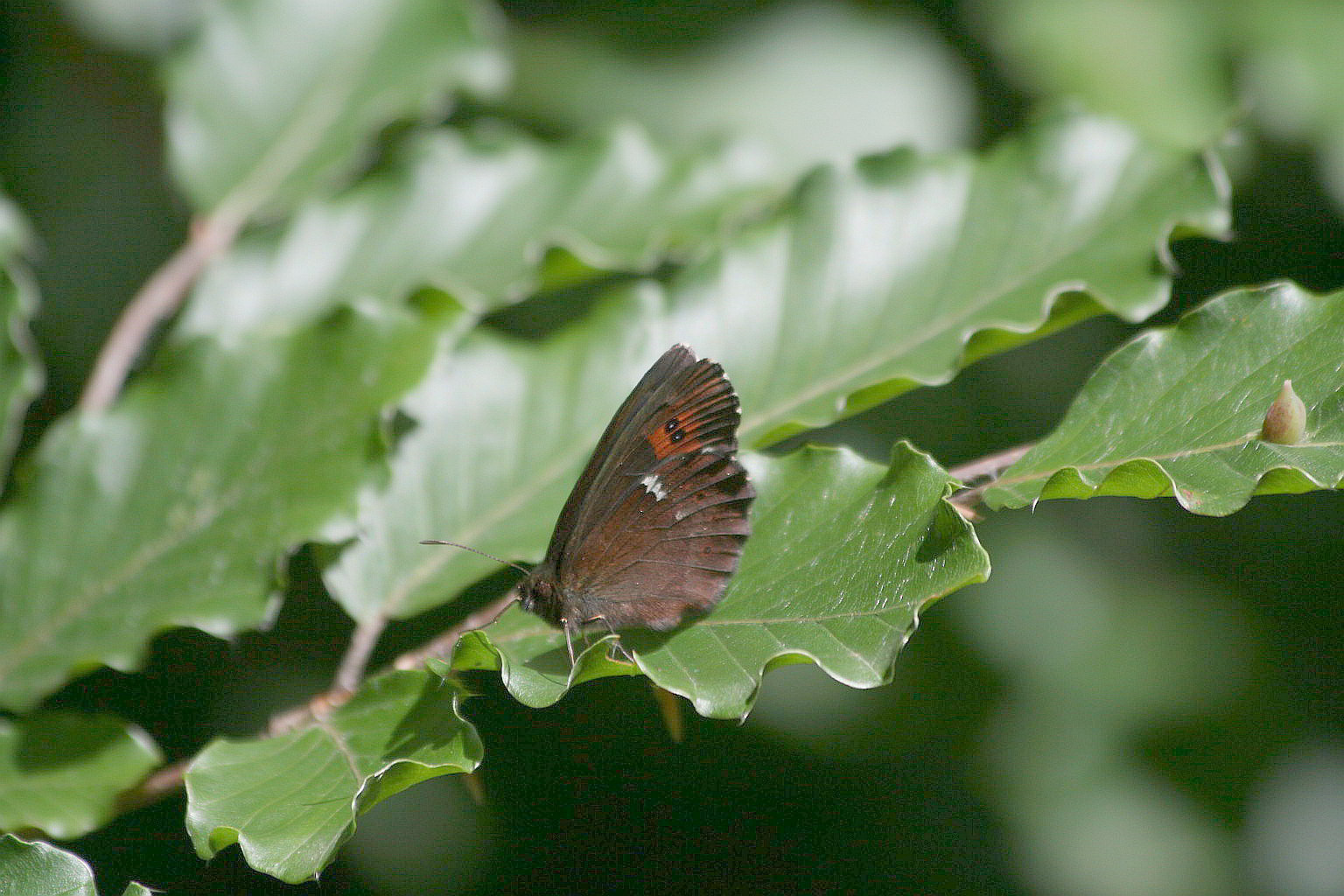 Erebia ligea?